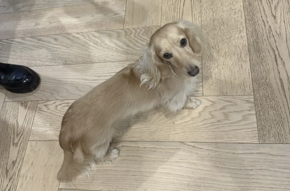Een hond kijkt omhoog op kantoor